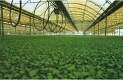 Greenhouse trickle irrigation